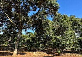 Bán Vườn Sầu Riêng, 3 mặt tiền đường, gần BVĐK Long Khánh, Diện tích 3300m2, giá đầu tư - 5.5 TỶ