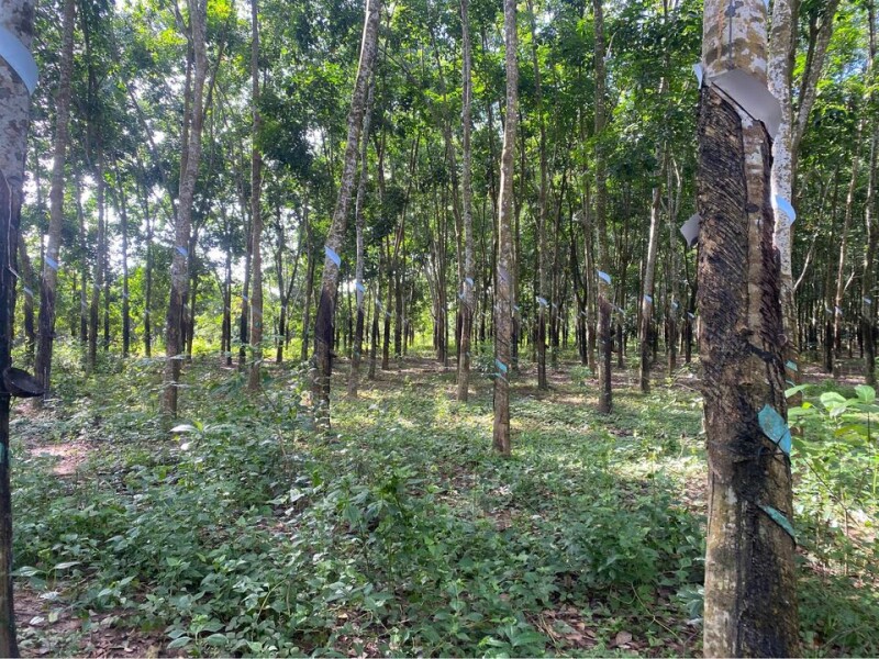 BÁN ĐẤT CÓ TẦM 2300Cây CAO SU, đường Bêtông thông, giá đầu tư, liên hệ: 0974 728719 (Zalo)