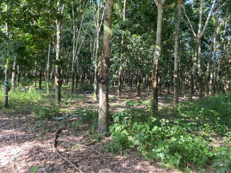 BÁN ĐẤT CÓ TẦM 2300Cây CAO SU, đường Bêtông thông, giá đầu tư, liên hệ: 0974 728719 (Zalo)