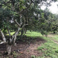 Bán vườn Chôm Chôm, dt 1800m2, Giá 3ty200tr, Xã Xuân Thiện-H Thống Nhất-Đồng Nai