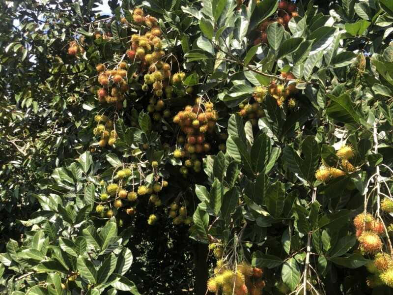 Bán vườn Chôm Chôm, dt 1800m2, Giá 3ty200tr, Xã Xuân Thiện-H Thống Nhất-Đồng Nai