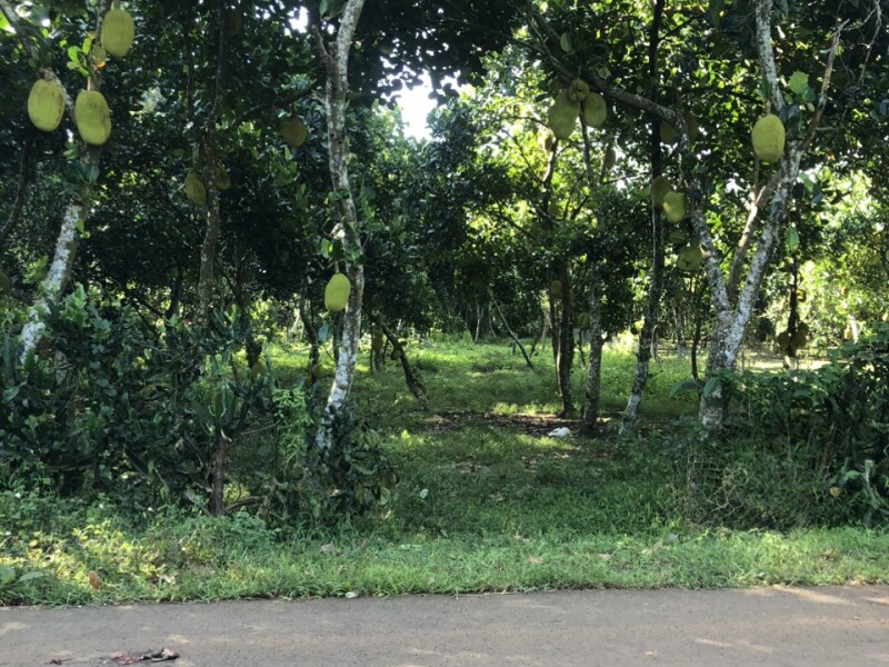 Bán Gấp, dt 2000m2, Giá Đầu Tư, Đường Nhựa, P Bảo Vinh-Tp Long Khánh-Đồng Nai